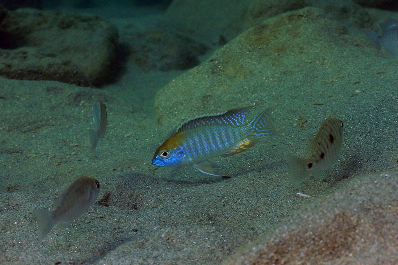 Lethrinops auritus 'Nkhata Bay'